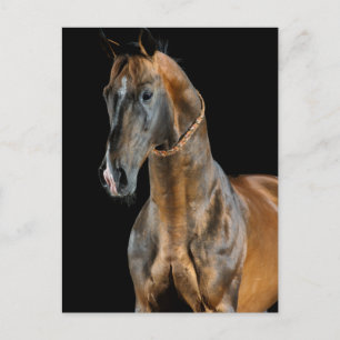 Carte Postale Cheval Akhal-Teke