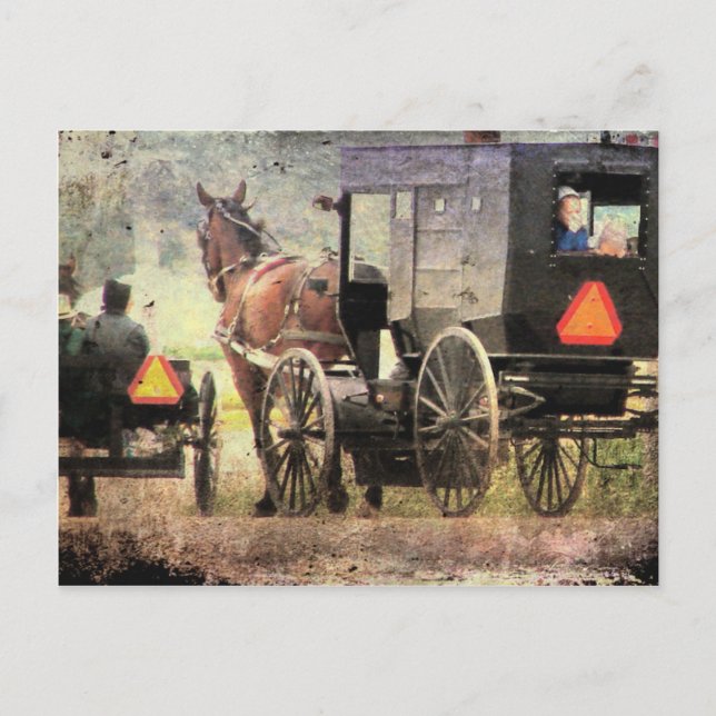 Carte Postale Cheval Amish et Buggy (Devant)
