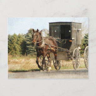 Carte Postale Cheval Amish et Buggy
