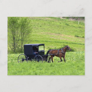 Carte Postale Cheval Amish et buggy près de Berlin, Ohio.