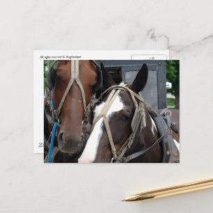 Carte Postale Cheval Amish Pinto Solide Chevaux et calèches Amis