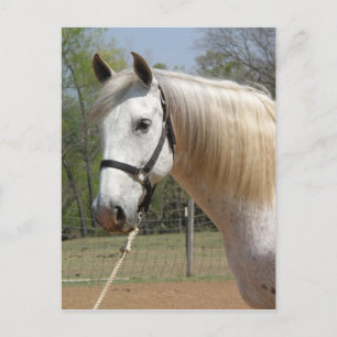 CARTE POSTALE CHEVAL ANDALOUSIEN MORISCO