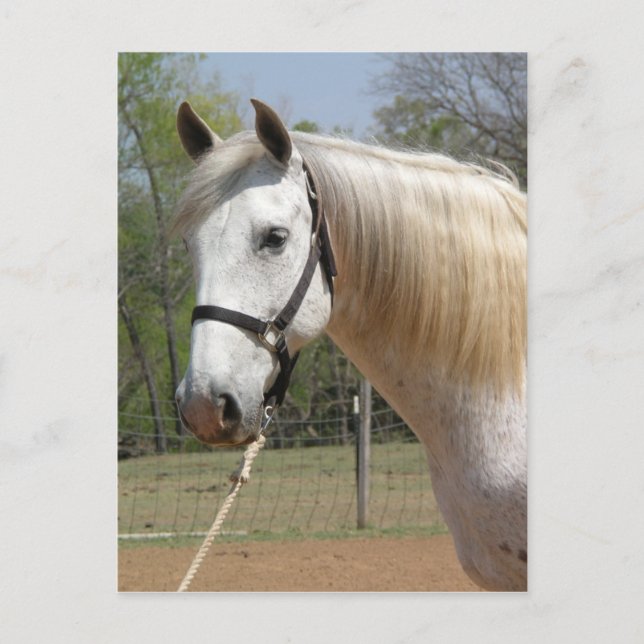 CARTE POSTALE CHEVAL ANDALOUSIEN MORISCO (Devant)
