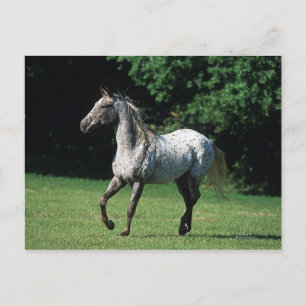 Carte Postale Cheval Appaloosa 2