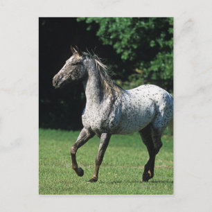 Carte Postale Cheval Appaloosa 2