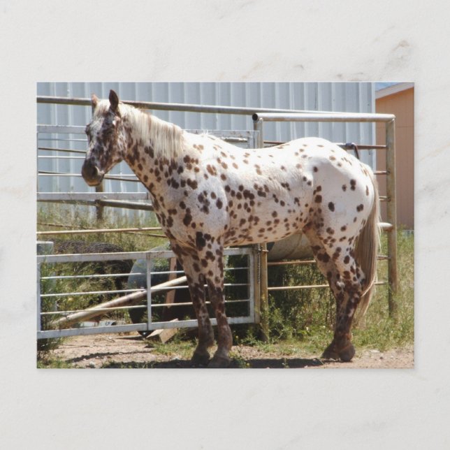 Carte Postale Cheval Appaloosa Brown tacheté (Devant)