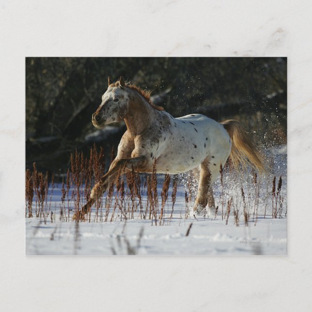 Carte Postale Cheval Appaloosa courant dans la neige (Devant)