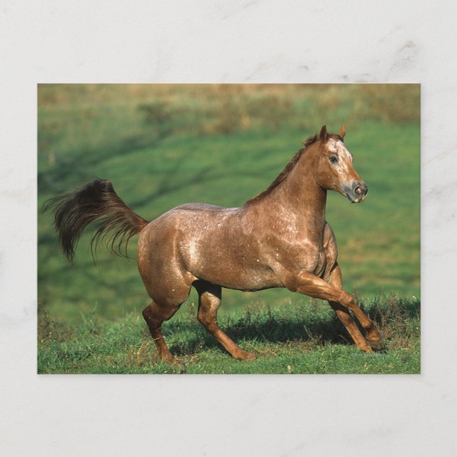 Carte Postale Cheval Appaloosa courant dans le champ de Grassy (Devant)