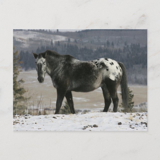 Carte Postale Cheval Appaloosa dans la neige (Devant)