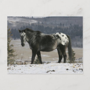 Carte Postale Cheval Appaloosa dans la neige
