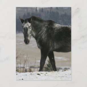 Carte Postale Cheval Appaloosa dans la neige