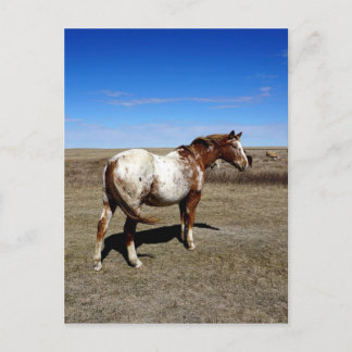 Carte Postale Cheval Appaloosa dans les prairies d'été