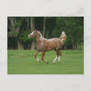 Carte Postale Cheval Appaloosa en course