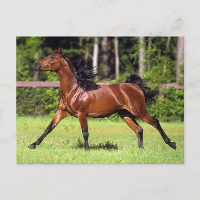 Carte Postale Cheval arabe 2 (Devant)