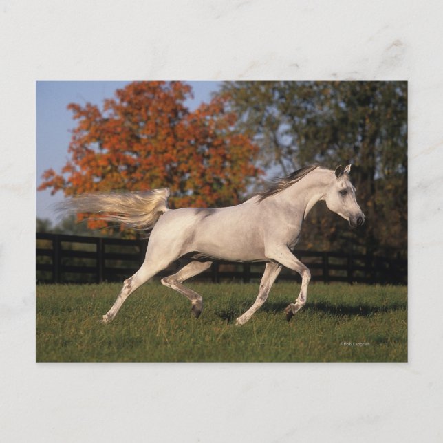 Carte Postale Cheval arabe : Automne 2 (Devant)