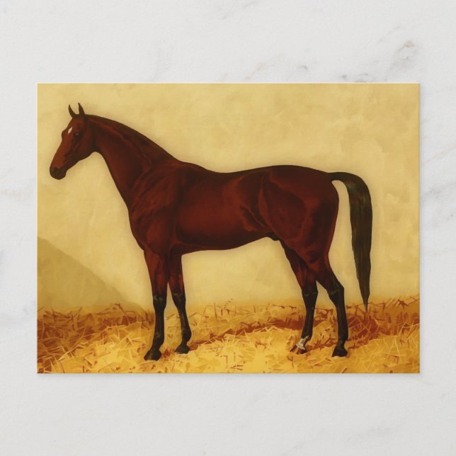 Carte Postale Cheval arabe avec manteau de châtaignier (Devant)