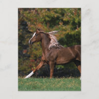 Cheval arabe en campagne de graminées