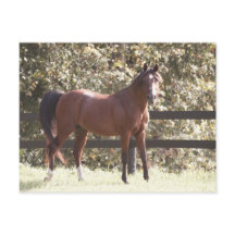 Cheval arabe polonais