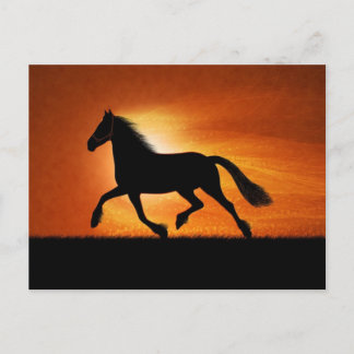 Carte Postale Cheval Au Coucher Du Soleil