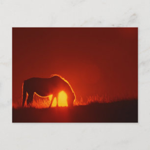 Carte Postale Cheval au coucher du soleil rouge