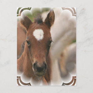 Carte postale Cheval Baby