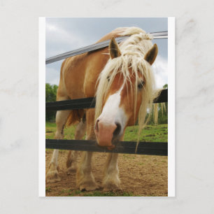 Carte Postale Cheval Belge, Vous Avez Des Carottes ?