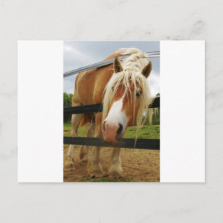 Carte Postale Cheval Belge, Vous Avez Des Carottes ?