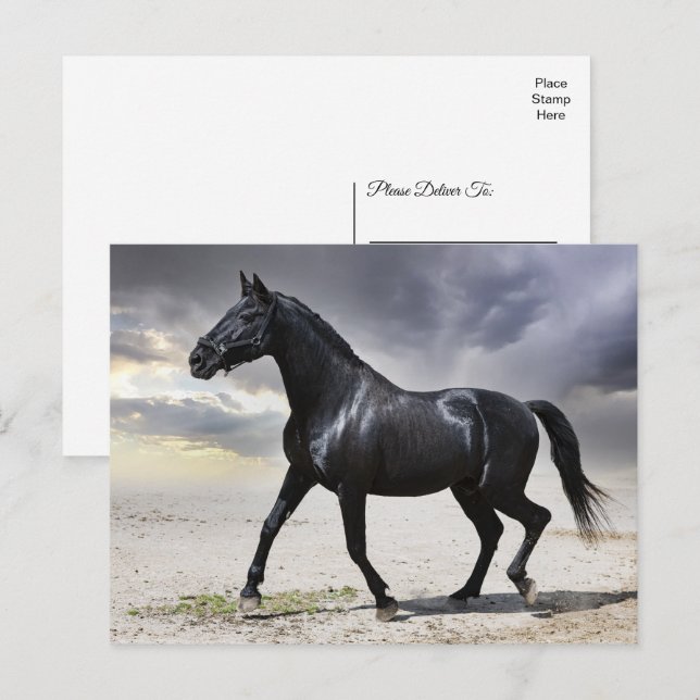 Carte Postale Cheval Black Stallion - Bonjour, Merci, Amour (Devant / Derrière)