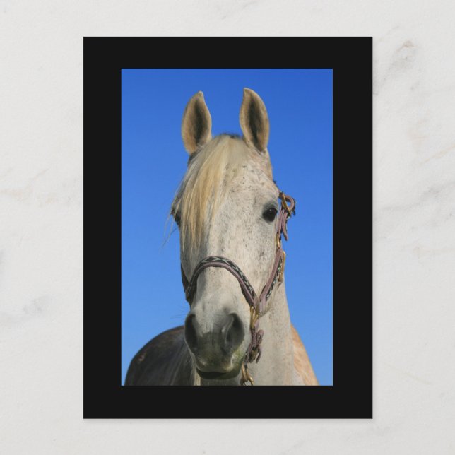 Carte postale Cheval Blanc (Devant)