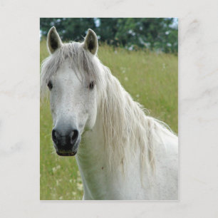 Carte Postale Cheval blanc