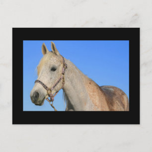 Carte postale Cheval Blanc