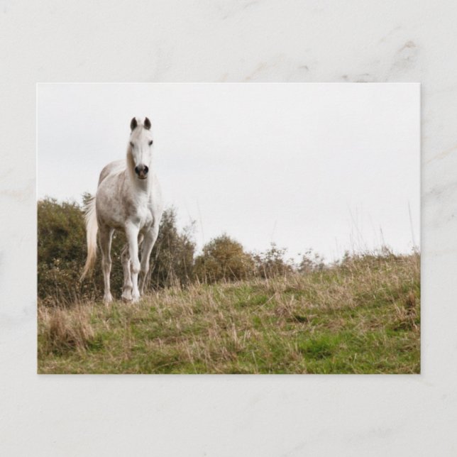 Carte Postale Cheval blanc (Devant)