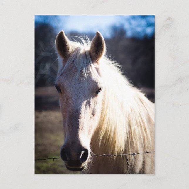Carte postale Cheval Blanc (Devant)