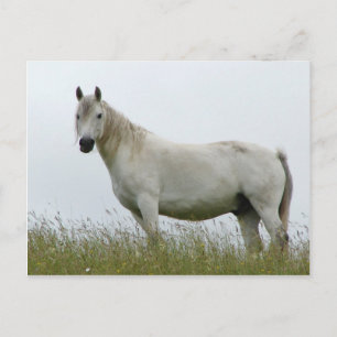Carte Postale Cheval blanc
