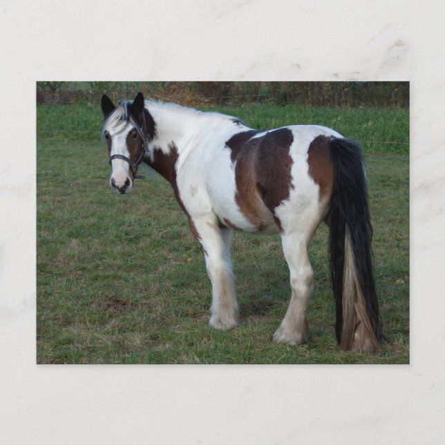 Carte Postale Cheval blanc Brown (Devant)