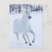 Cheval blanc courant dans la neige