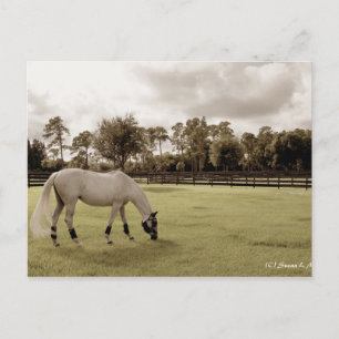 Carte Postale cheval blanc dans pâturage pâturage vieux style