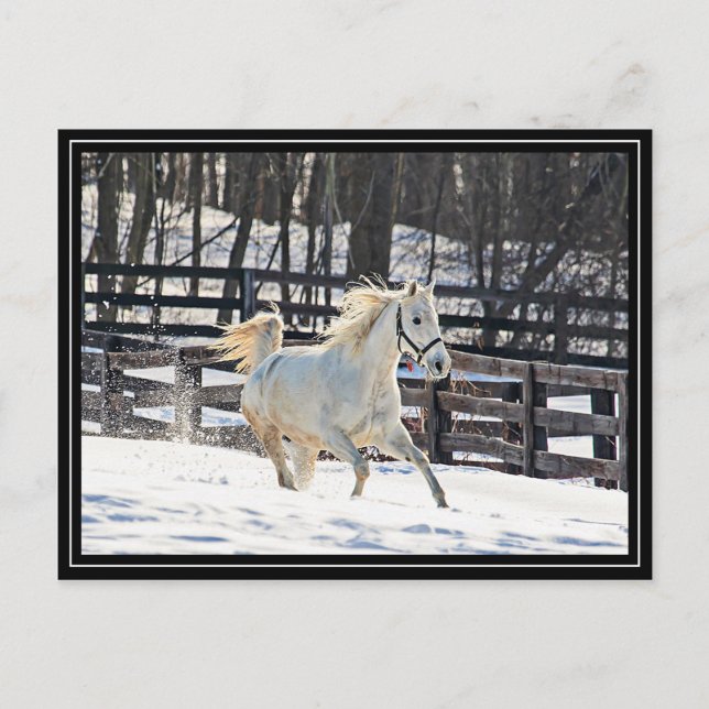 Carte Postale Cheval blanc galopant (Devant)