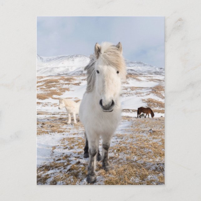 Carte Postale Cheval Blanc Islandais, Islande (Devant)