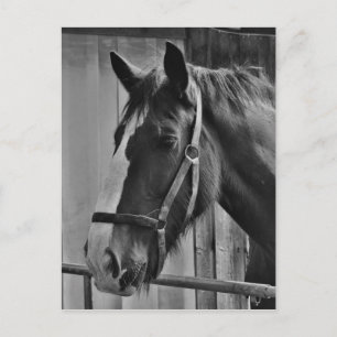 Carte Postale Cheval blanc noir - Art de la photographie animale