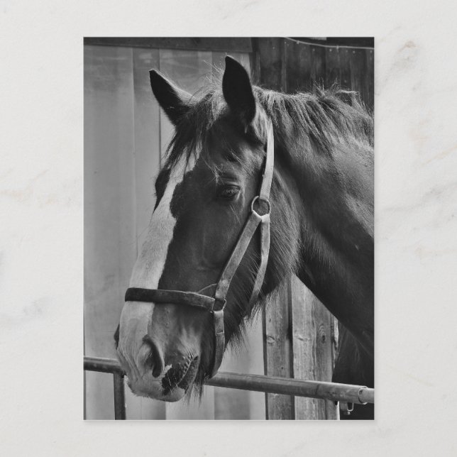 Carte Postale Cheval blanc noir - Art de la photographie animale (Devant)
