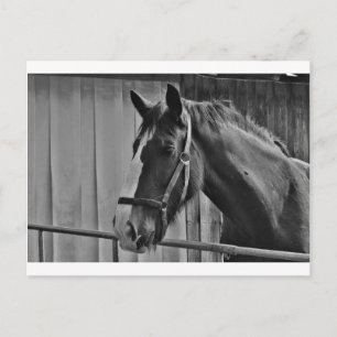Carte Postale Cheval blanc noir - Art de la photographie animale