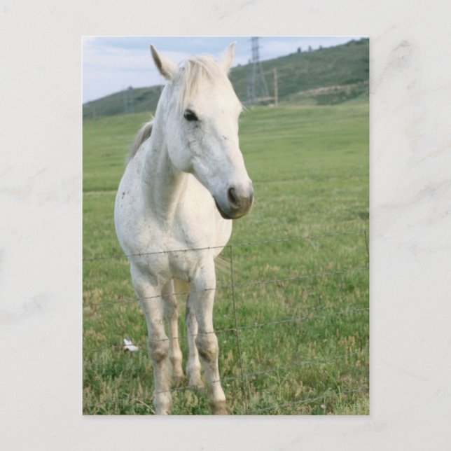 Carte Postale Cheval blanc solitaire (Devant)