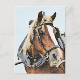 Carte Postale Cheval breton en harnais