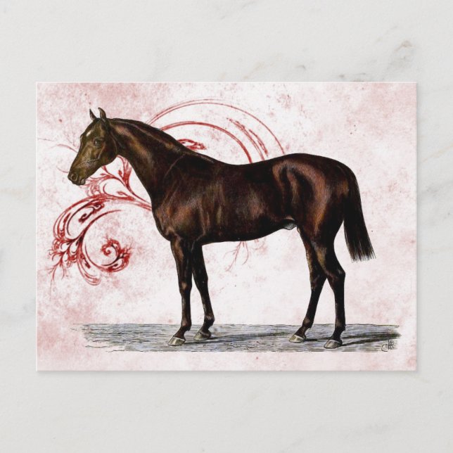 Carte Postale Cheval Brown (Devant)