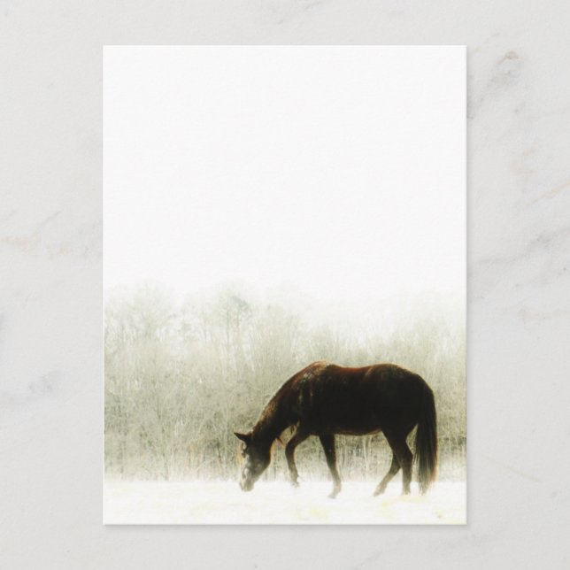 Carte Postale Cheval Brown au chocolat dans le brouillard (Devant)