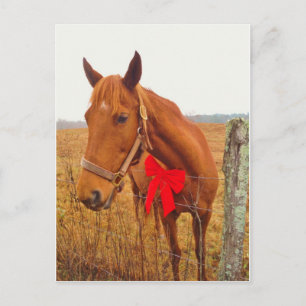 Carte Postale Cheval Brown Bow