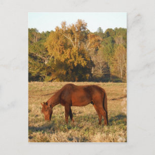 Carte Postale Cheval Brown dans le champ d'arbre jaune