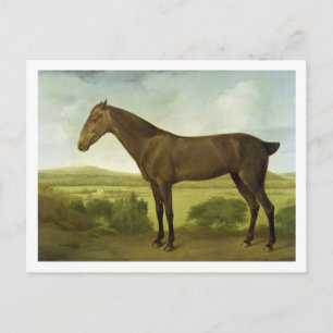 Carte Postale Cheval Brown dans un paysage accidenté,