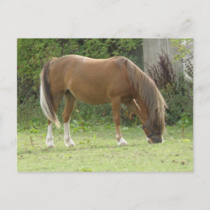 Carte postale Cheval Brown de châtaignes
